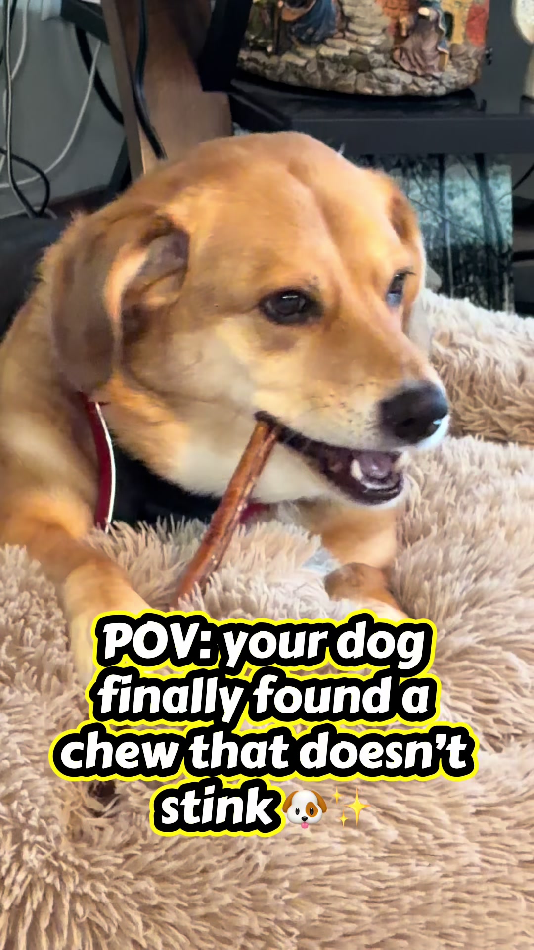 TikTok post by @doseofdakota for PetMD Store. Caption reads: [...] #LowOdorDogChews #TikTokShop@PetMDStore.