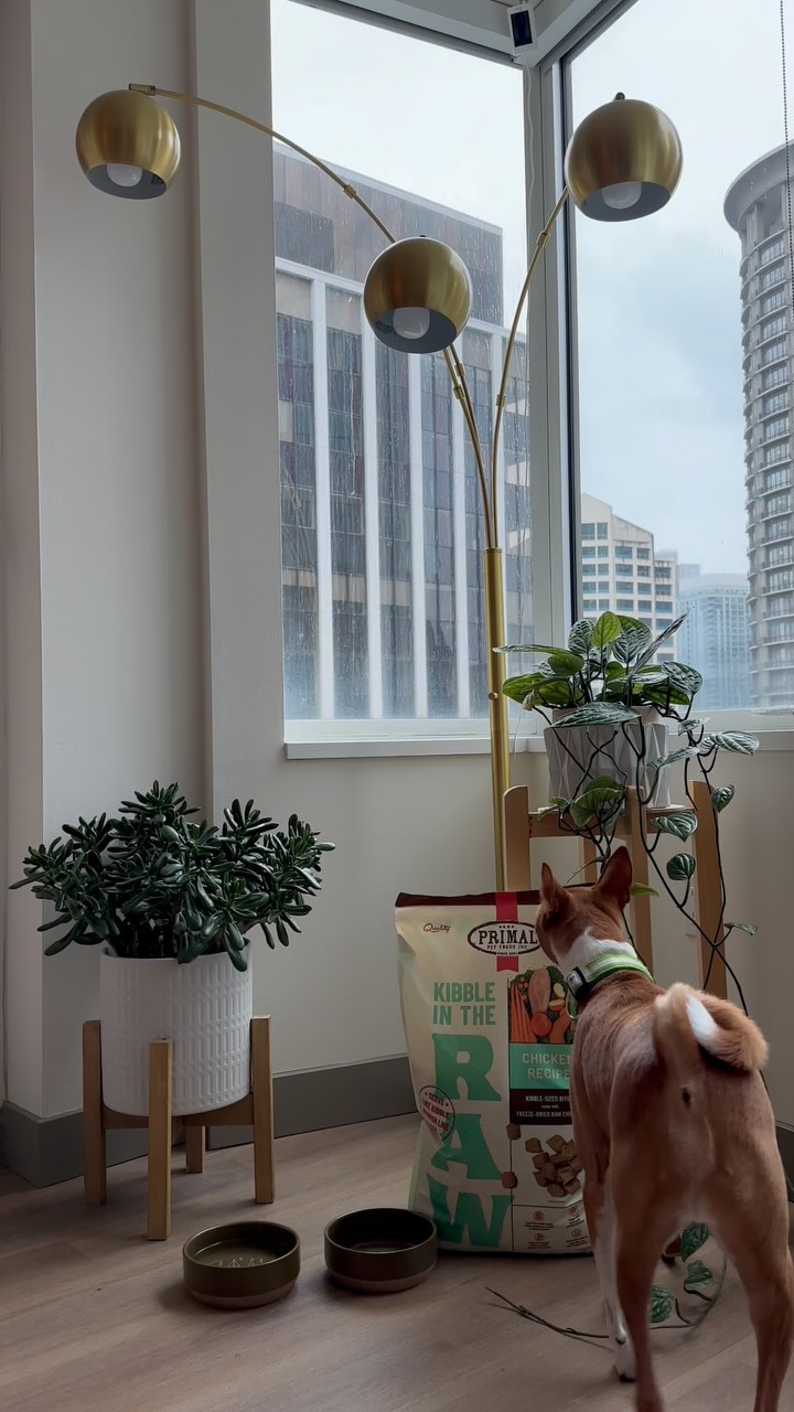 Instagram post by @danielle__tera for Primal Pet Foods. Caption reads: [...] kibble until we introduced him to....