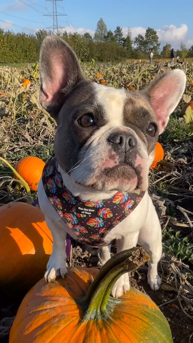 Instagram post by @prettypennyandindy for Fur the Love of Toys. Caption reads: [...] already seen from our stories, the....