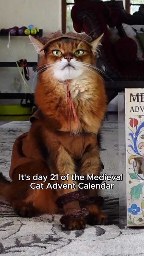 Instagram post by @summerstravels for Cameo. Caption reads: [...] for kitty fun anytime! I’m also on @Cameo....