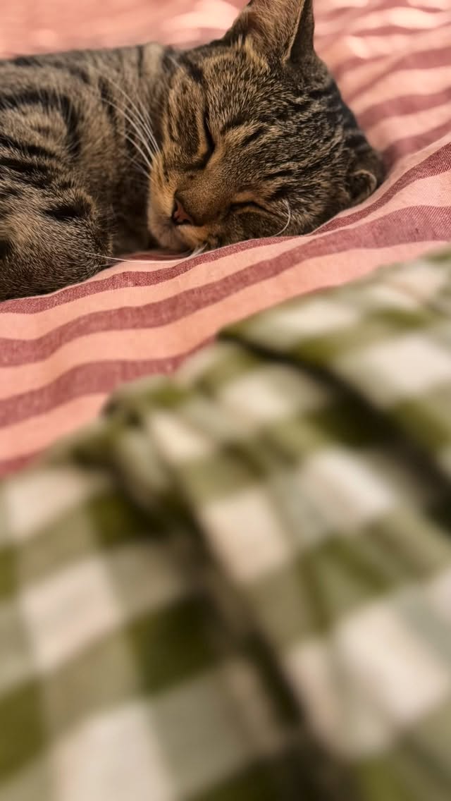 Instagram post by @honeybeeandhollie for Piglet in Bed. Caption reads: [...] of my gorgeous new bedding from @pigletinbed....