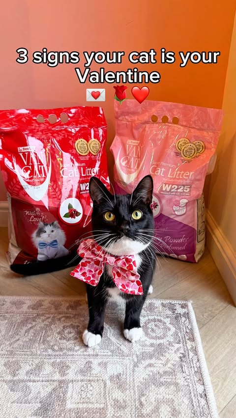 Instagram post by @pearlandlouie_ for VanCatUK. Caption reads: 3 signs your cat is your Valentine 💌 @vancatuk is....