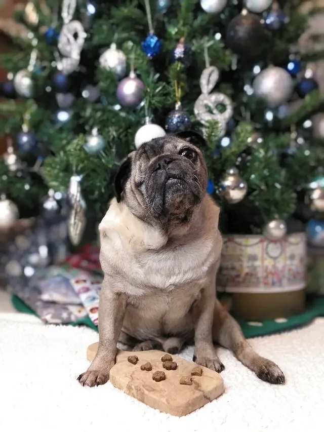 Instagram post by @lilrascalpug for Pooch and Mutt. Caption reads: [...] _____ _____ _____ ❤️ Meaty Treats....