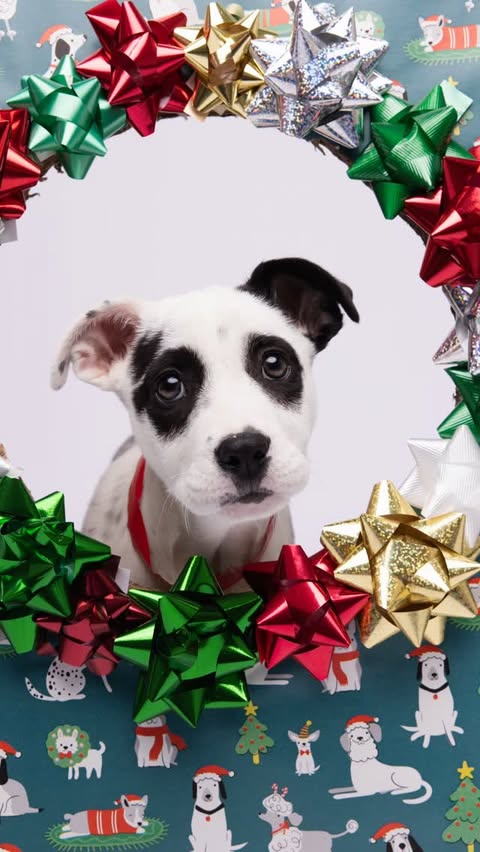 Instagram post by @humanesocietytampa for NaturVet. Caption reads: [...] to help them get adopted! Thanks to....