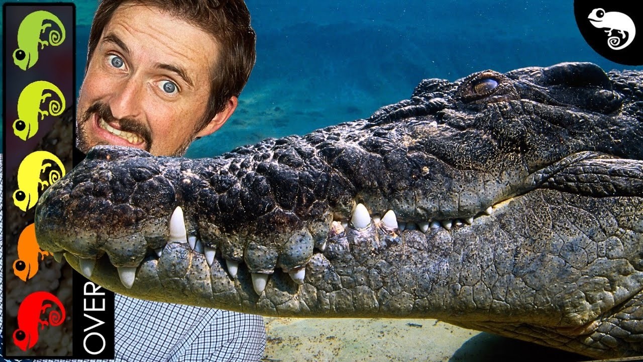 YouTube post by @ClintsReptiles for Fishing Clash. Caption reads: Download Fishing Clash on your mobile device for....