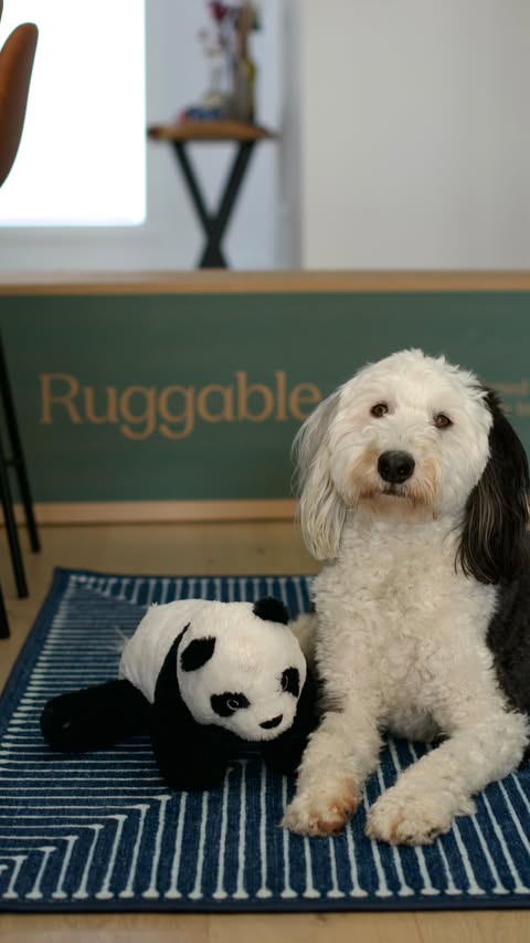 Instagram post by @tobytheminisheepadoodle for Ruggable. Caption reads: [...] the rug himself because he knows @ruggable....