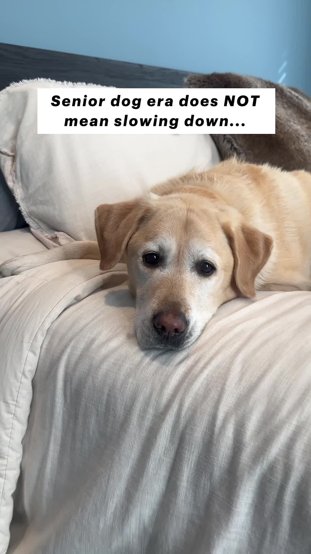 TikTok post by @magnusthetherapydog for Zesty Paws. Caption reads: #AD Magnus is 9 now, which means every move has....