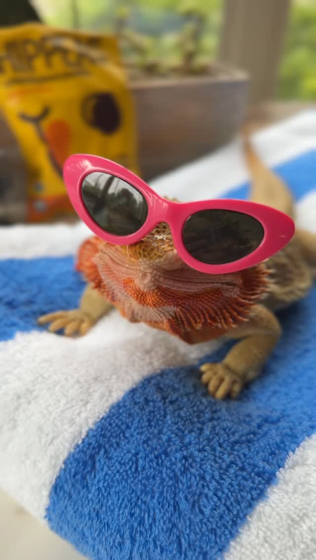 Instagram post by @whosagoodlizard for Hippeas. Caption reads: The Pacific Northwest said “no thanks” to summer....