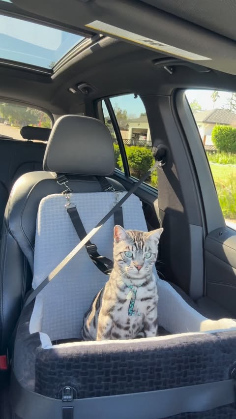 Instagram post by @silvertruffle for Petsfit. Caption reads: [...] worry. I’m a safe passenger prince with....