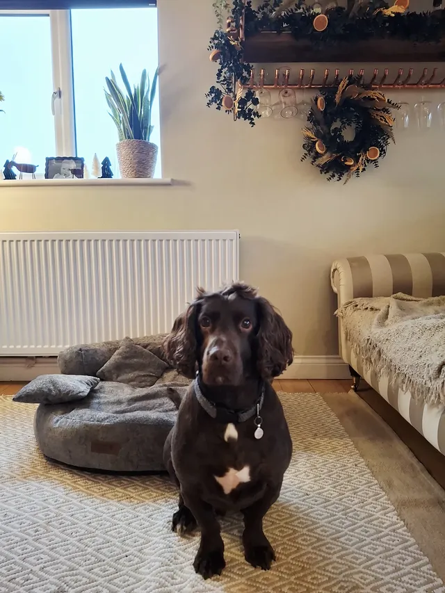 Instagram post by @_homeontheheath for FunnyFuzzy. Caption reads: 🐶 Oh Frankie 🤴 

Frankie absolutely adores his....