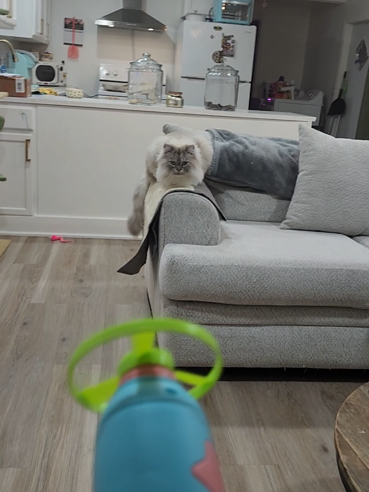 TikTok post by @ambragayle for Larleaf. Caption reads: [...] cats are loving this 6pcs cat fetch toy....