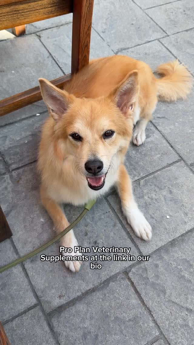 Instagram post by @simonsits for Purina Pro Plan. Caption reads: Does anyone else’s dog get an upset stomach....