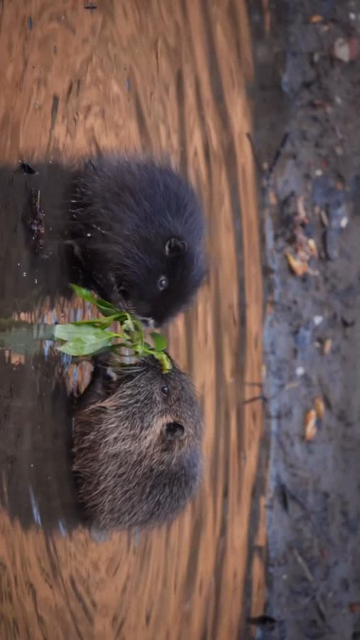 Instagram post by @gamanderlopez for JACK WOLFSKIN. Caption reads: Rate the cuteness from 1-10 🥰
⁣⁣⁣⁣⁣⁣
*Werbung |....
