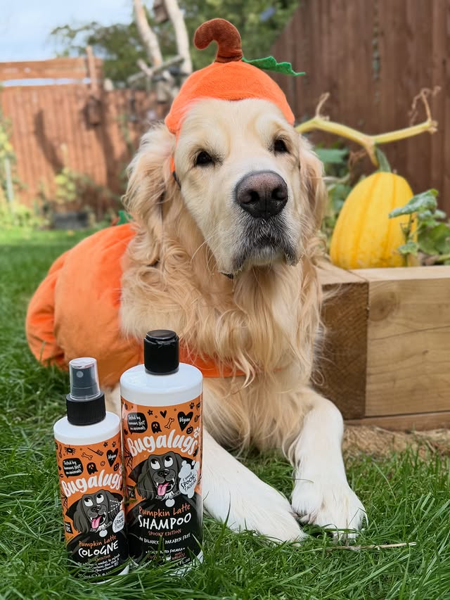 Instagram post by @montydogthegoldie for Bugalugs Pet Care. Caption reads: [...] embracing his Pumpkin Era with the....