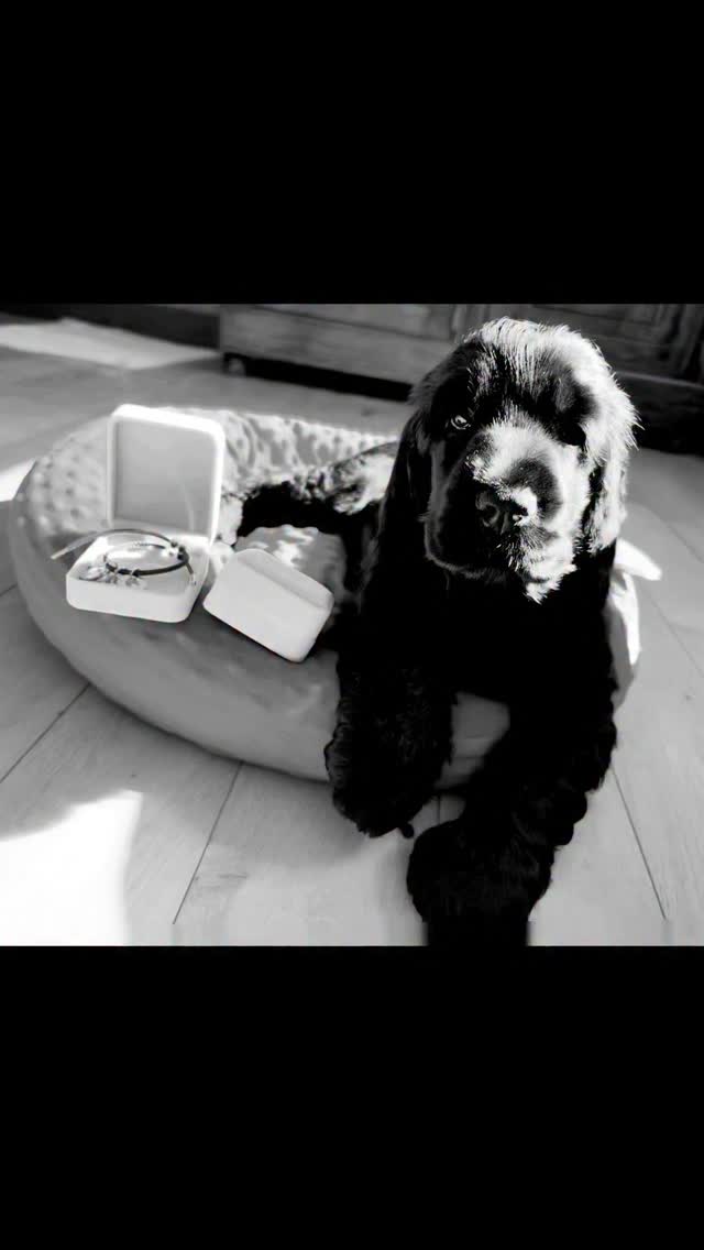 Instagram post by @nellthebluerufusandcecetoo for Pupring. Caption reads: OBSESSED…. Next level!
@Pup Ring to create the....