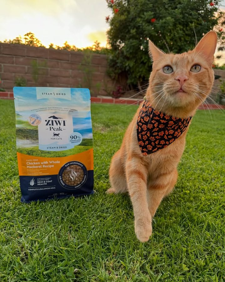 Instagram post by @kirby_thecatboy for ZIWI Pet Food. Caption reads: I’ve been munching on @ziwipetsusa ZIWI Peak’s....