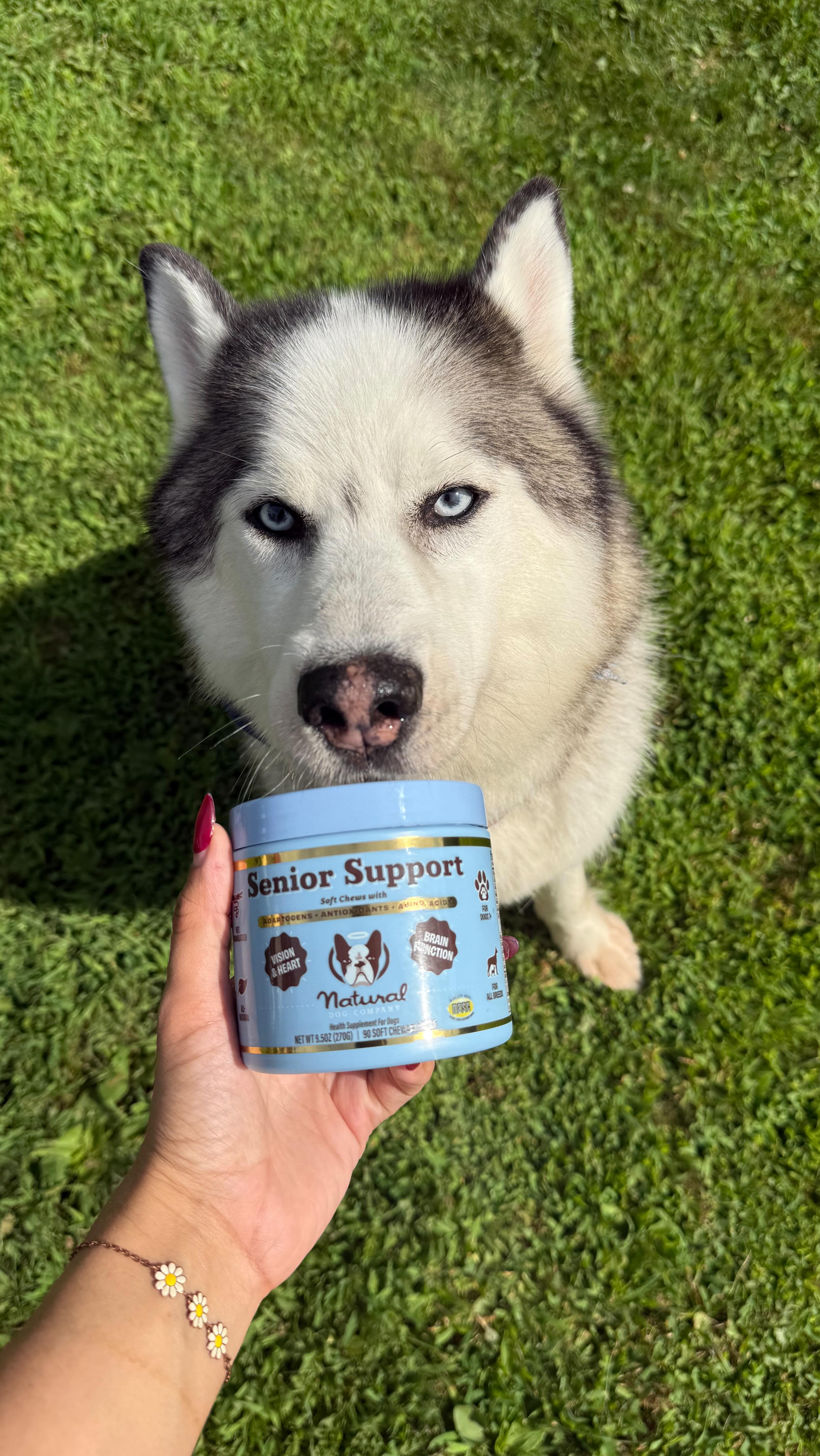 Instagram post by @shandygonzalez for Natural Dog Company. Caption reads: The secret weapon for happy, healthy senior dogs?....