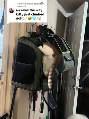 TikTok post by @therapycatroger for Pecute. Caption reads: [...] he’s always in his #backpack #cat #pecute....