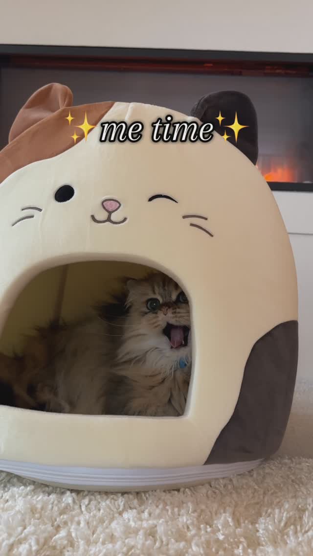 Instagram post by @kingstonthekitten for Cats of Instagram. Caption reads: My new favourite hide-out is my super soft and....