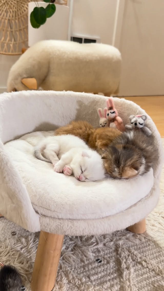 Instagram post by @fluffy_nerfs_ for Cats of Instagram. Caption reads: Kittens from heaven for you 🌤️ #fyp #smol....