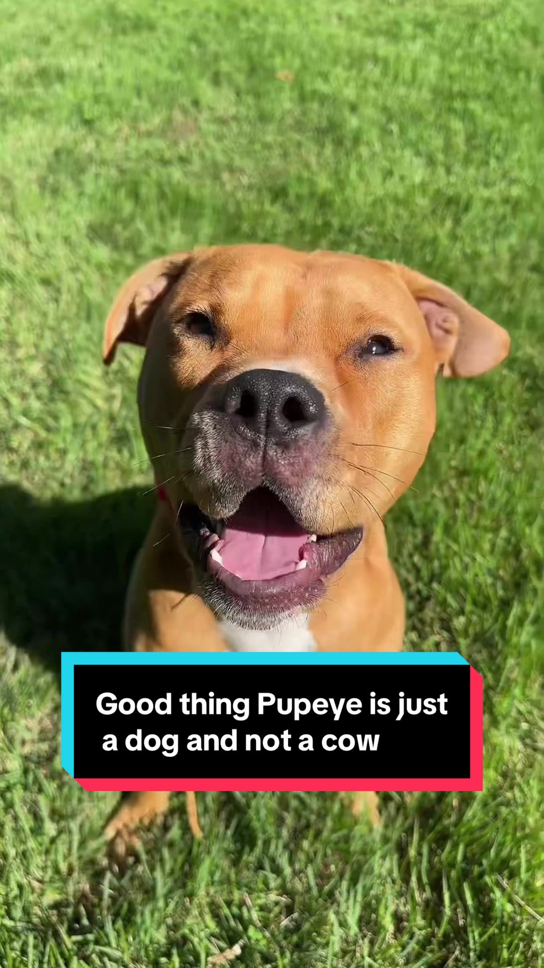 TikTok post by @kaja_macho for POIZON. Caption reads: [...] Speaking of the real deal, did you know....