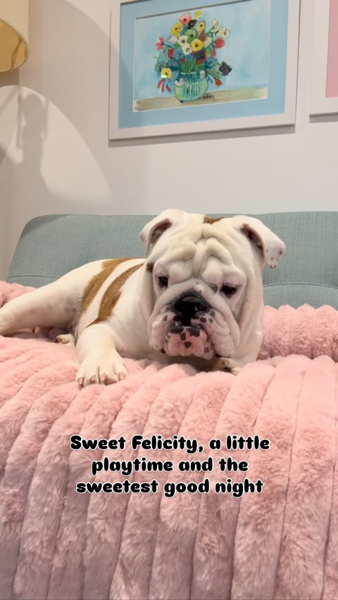 Instagram post by @cleverclementine for Spark Paws. Caption reads: Luxury couch cover + 🍩 PJs courtesy of....