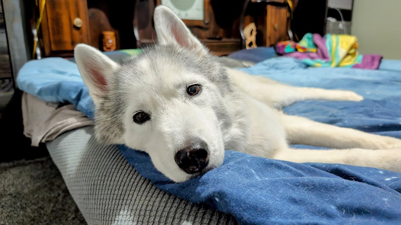 YouTube post by @SnowDogsVlogs for Snoozer Pet Products. Caption reads: We Will Protect This Dog At All Costs!.