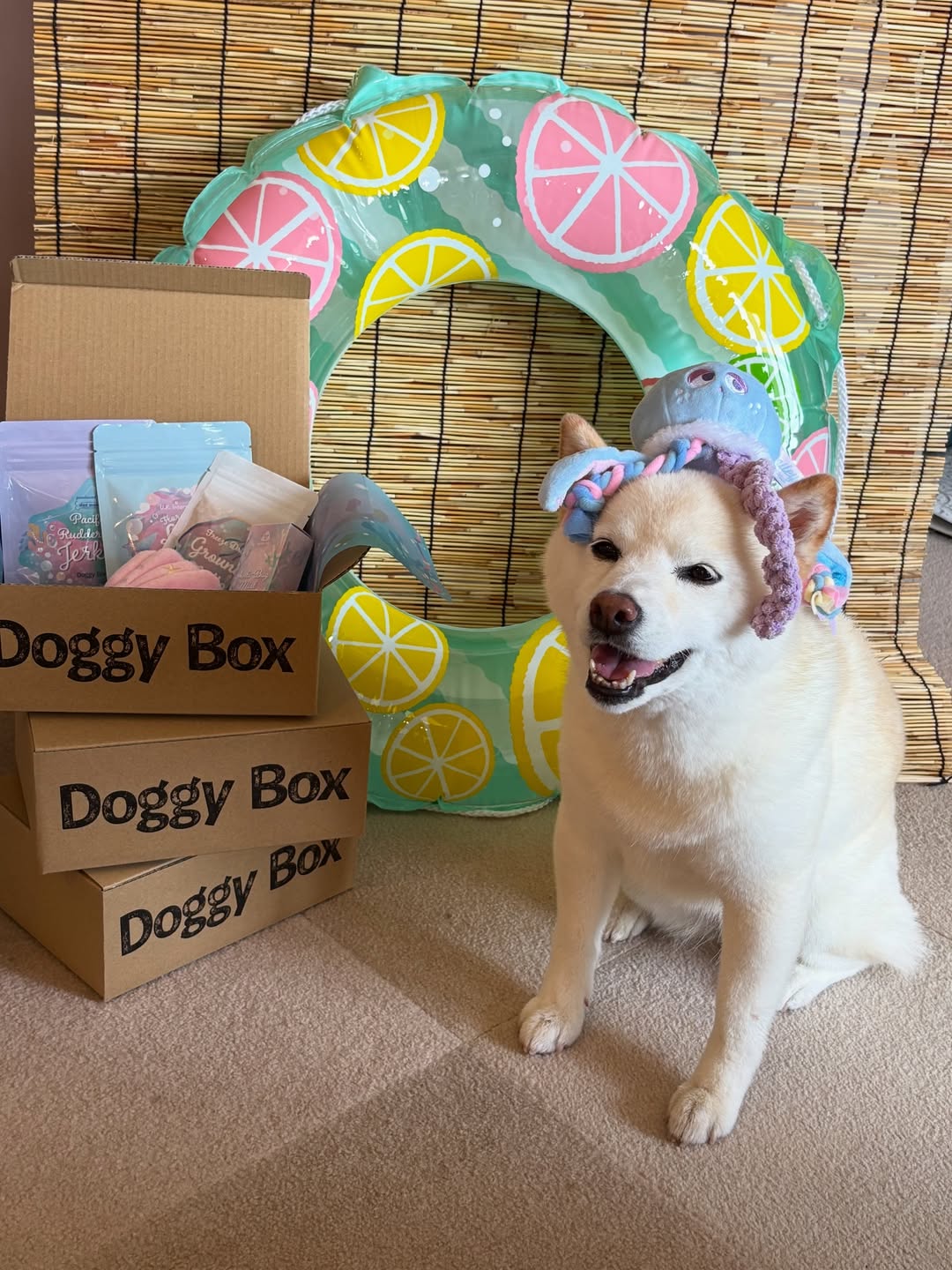 Instagram post by @cocoinu for Doggy Box. Caption reads: DoggyBoxさんのワクワク定期便🎁🚚が来たよ〜🐶🎶🎉

今回のテーマは
Jellyfi....