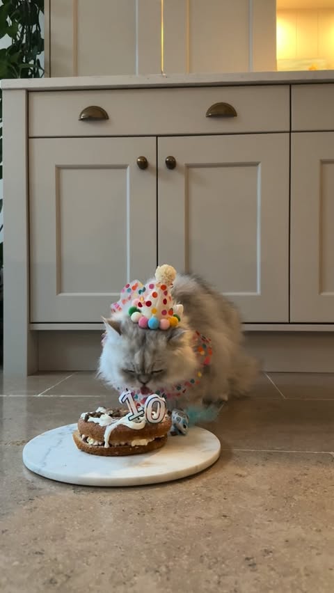 Instagram post by @reviving_no37 for KatKin. Caption reads: ad| Walter and Lily turned 10 this year and....