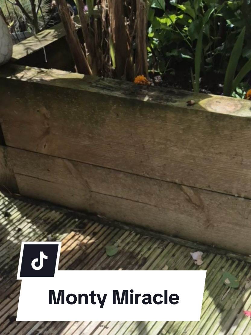 TikTok post by @a.crafty.notion for Monty Miracle. Caption reads: [...] after.. the planter looks amazing 👏 @Monty....