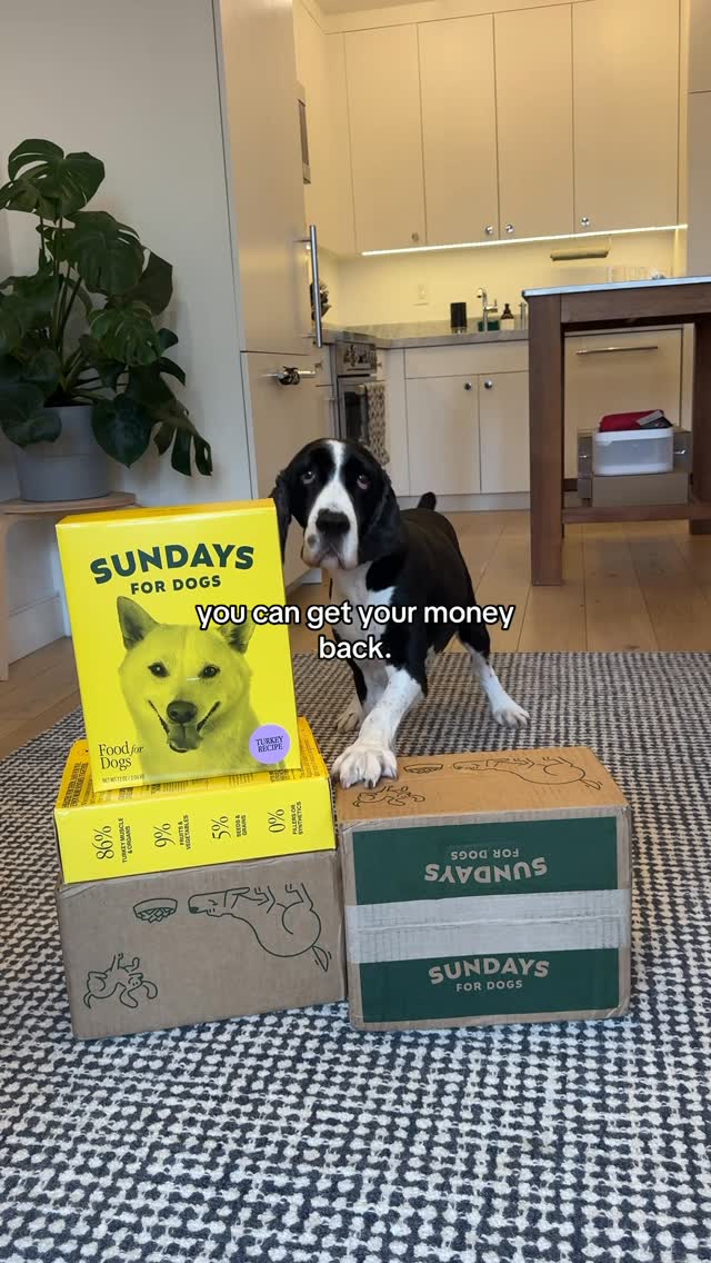 Instagram post by @myboyrudder for Sundays for Dogs. Caption reads: @sundaysfordogs black friday deal is live!....