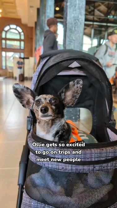 Instagram post by @bygollymisterollie for Amazon Pets. Caption reads: Would you say hi to Ollie if you saw him?....