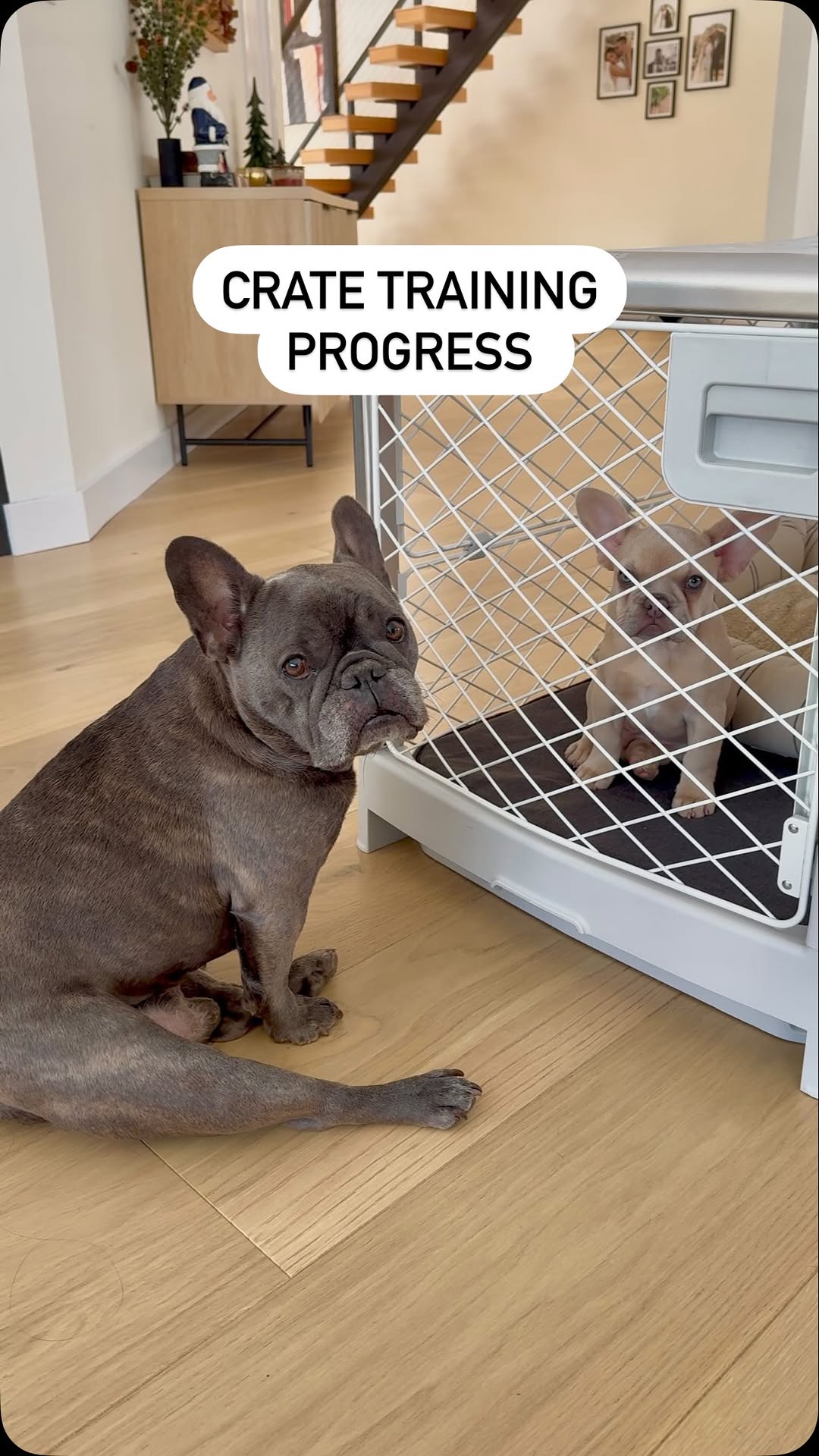 Instagram post by @winstonthefrenchiee_ for Diggs. Caption reads: I didn’t crate train Winston but I am for Charlie....