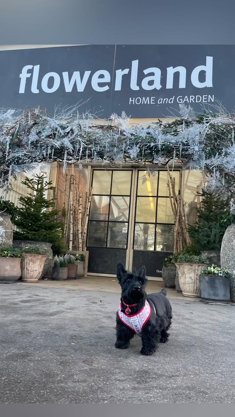 Instagram post by @olive_pocketrocket for Cocopup London. Caption reads: Monday Mentions ♥️ 
*
I recently went on a festive....