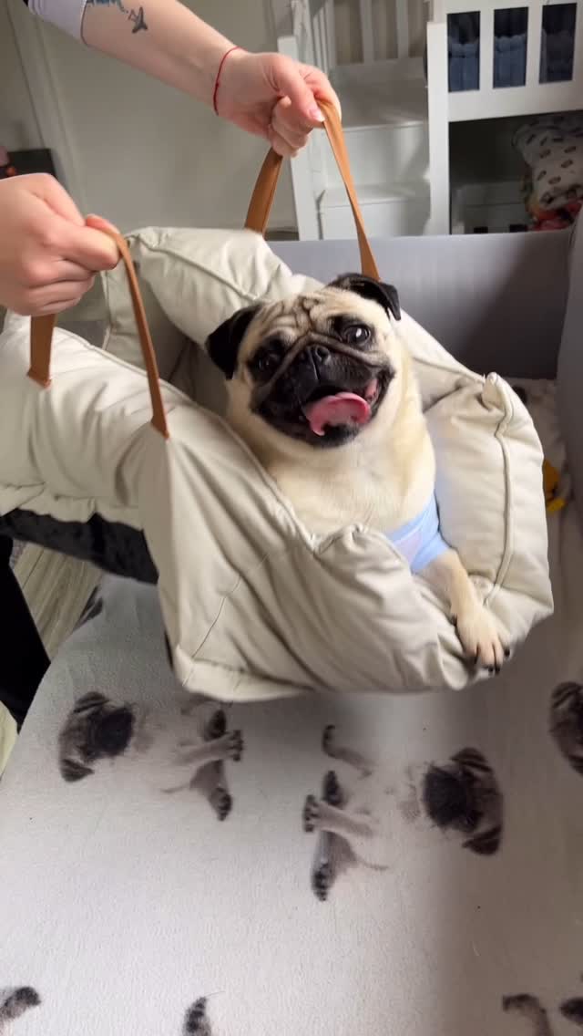 Instagram post by @thegalwaypug for FunnyFuzzy. Caption reads: AD | Open my new sofa from @funnyfuzzy_pet with me....