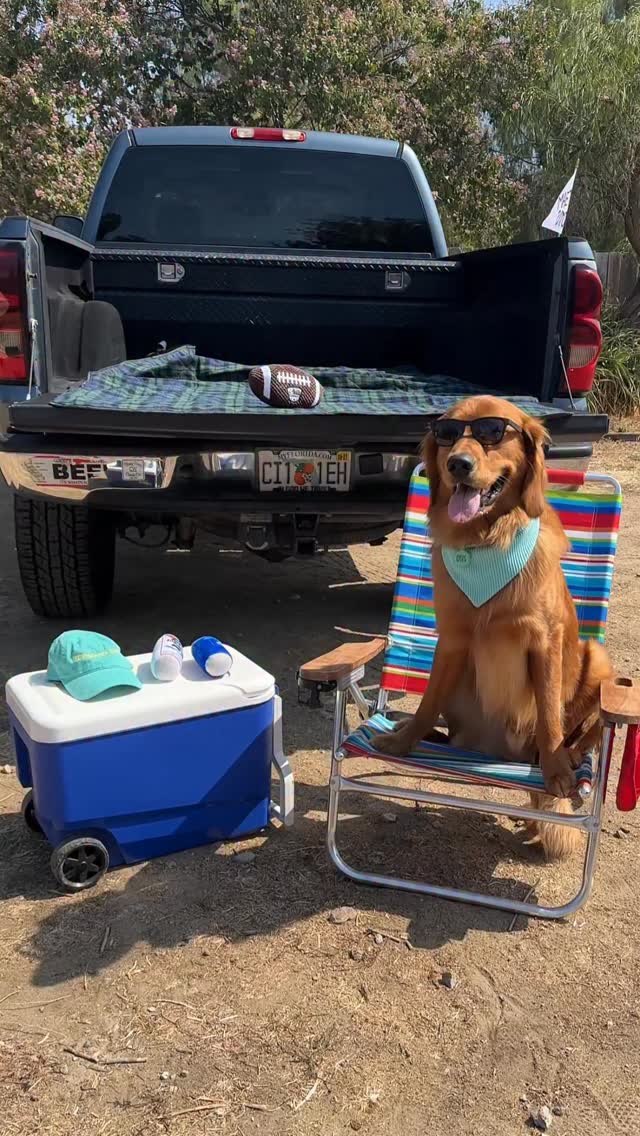 Instagram post by @otisgoldenboy for Newman's Own. Caption reads: Otis may be hungry enough to eat a pig 🐖 or a....