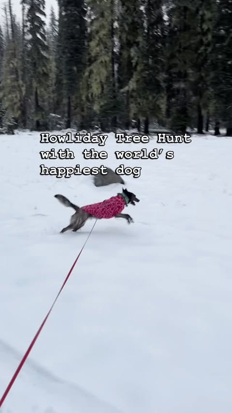 Instagram post by @adventuresofzorra for Ruffwear. Caption reads: [...] we found the perfect tree! Thank you....