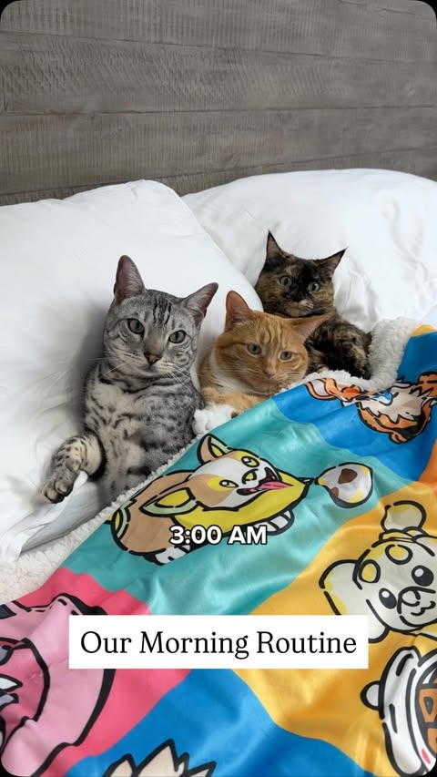 Instagram post by @heyitsgingerandpepper for Pokémon. Caption reads: [...] very productive morning routine 😂🐈 Pokémon....