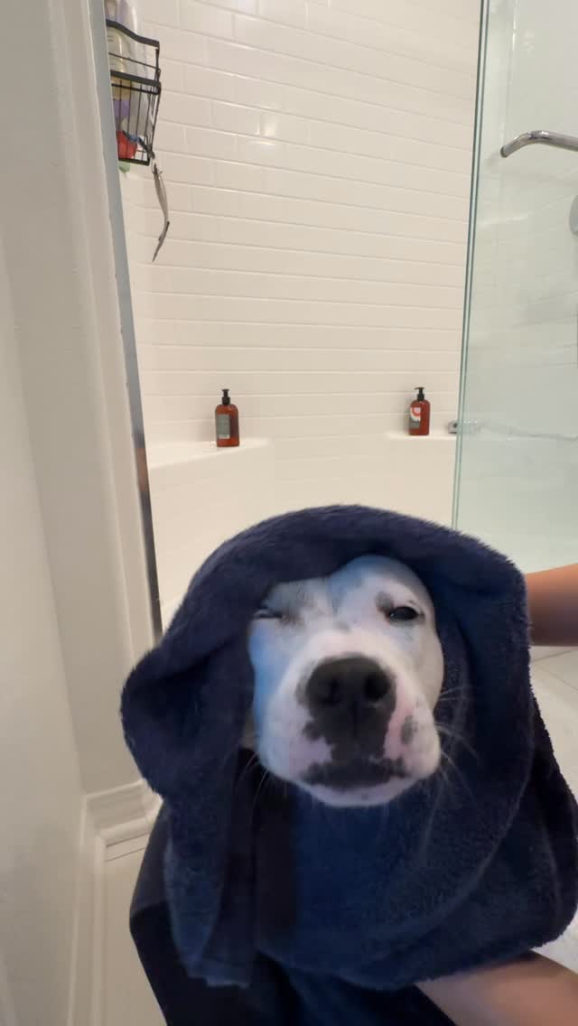 Instagram post by @rosiethestaffygirl for Dandylion. Caption reads: [...] us with our favorite fragrance free....
