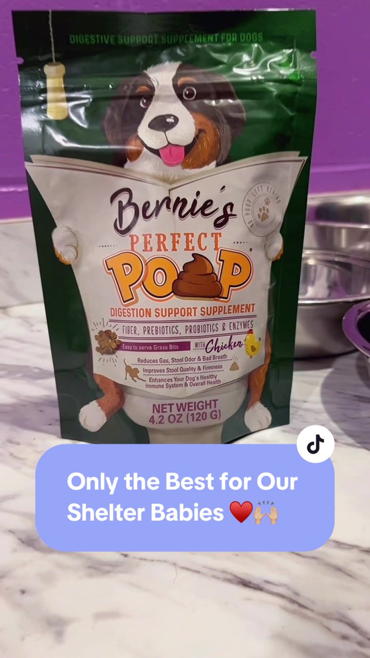 TikTok post by @hotelforhomelessdogs for Bernie's Best. Caption reads: 🐾✨ Here at the Hotel, we pride ourselves on....