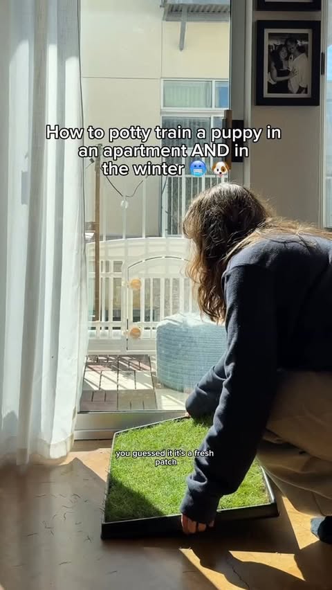 Instagram post by @taylorcezanne for freshpatch. Caption reads: @freshpatch is the best way to get your pups on....