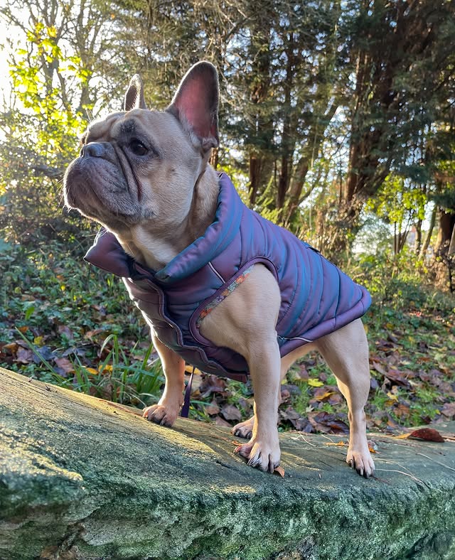 Instagram post by @prettypennyandindy for Spark Paws. Caption reads: Throwing it back to a literal walk in the park,....