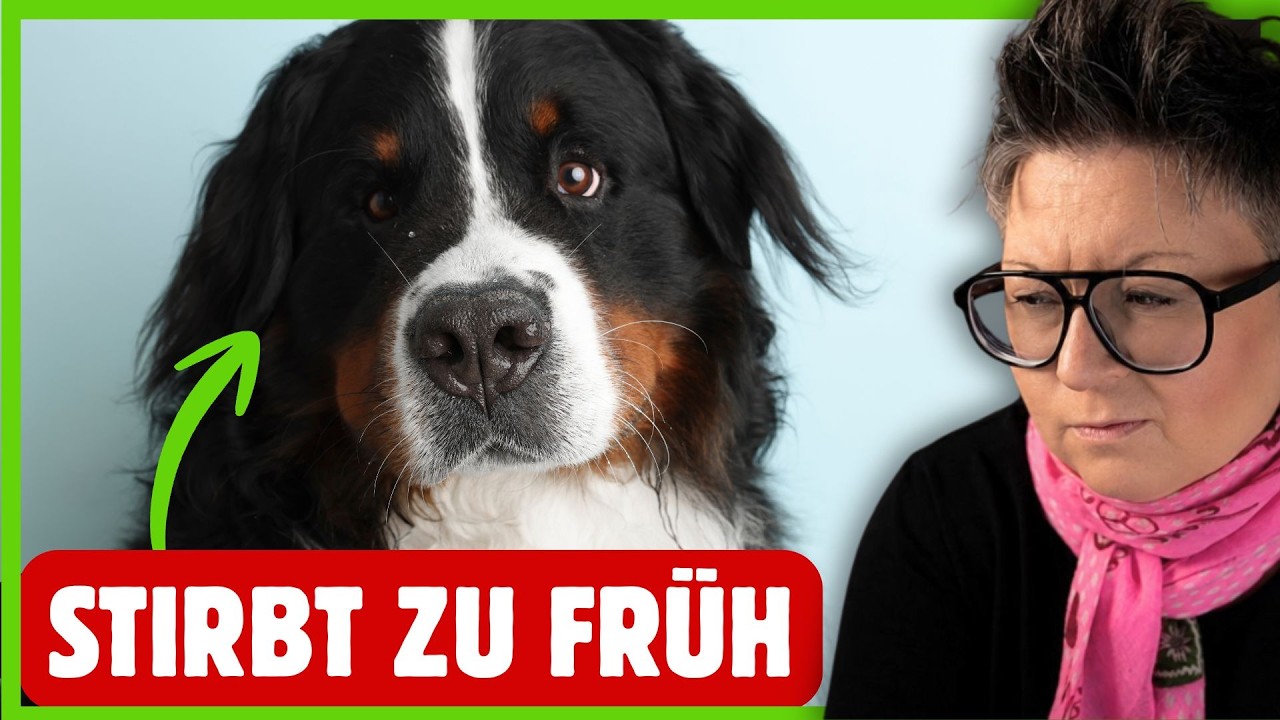 YouTube post by @DOGsTV-Hundewelt for Envato Elements. Caption reads: Bernese Mountain Dog | WHY this dog breed dies so....