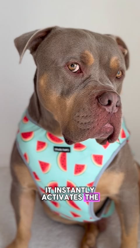 Instagram post by @justgunnerstunner for Spark Paws. Caption reads: Keeping my baby cool with @sparkpawsofficial MEGA....