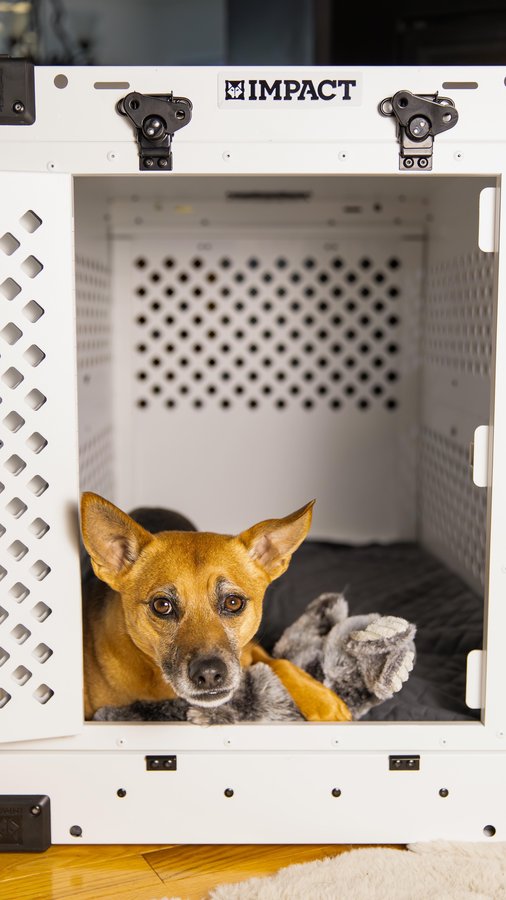 Instagram post by @adventuringwithmutts for Impact Dog Crates. Caption reads: [...] 

Ours do! We have an @impactdogcrates....