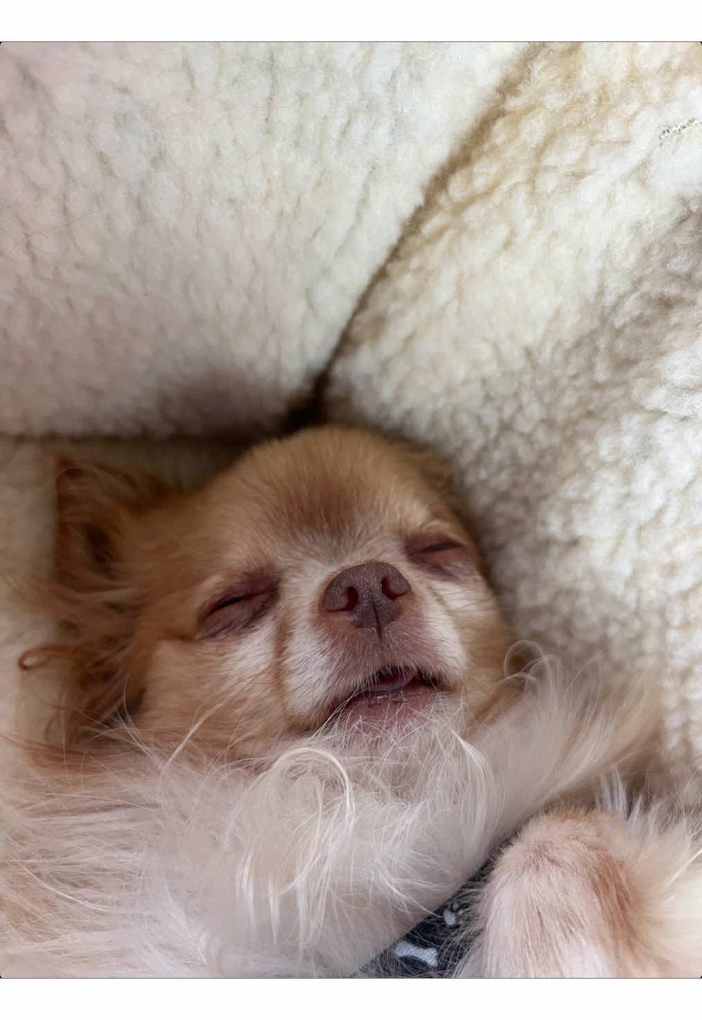 TikTok post by @milothegingerchi for Petsfit. Caption reads: Milo took a series of long naps and woke up on....