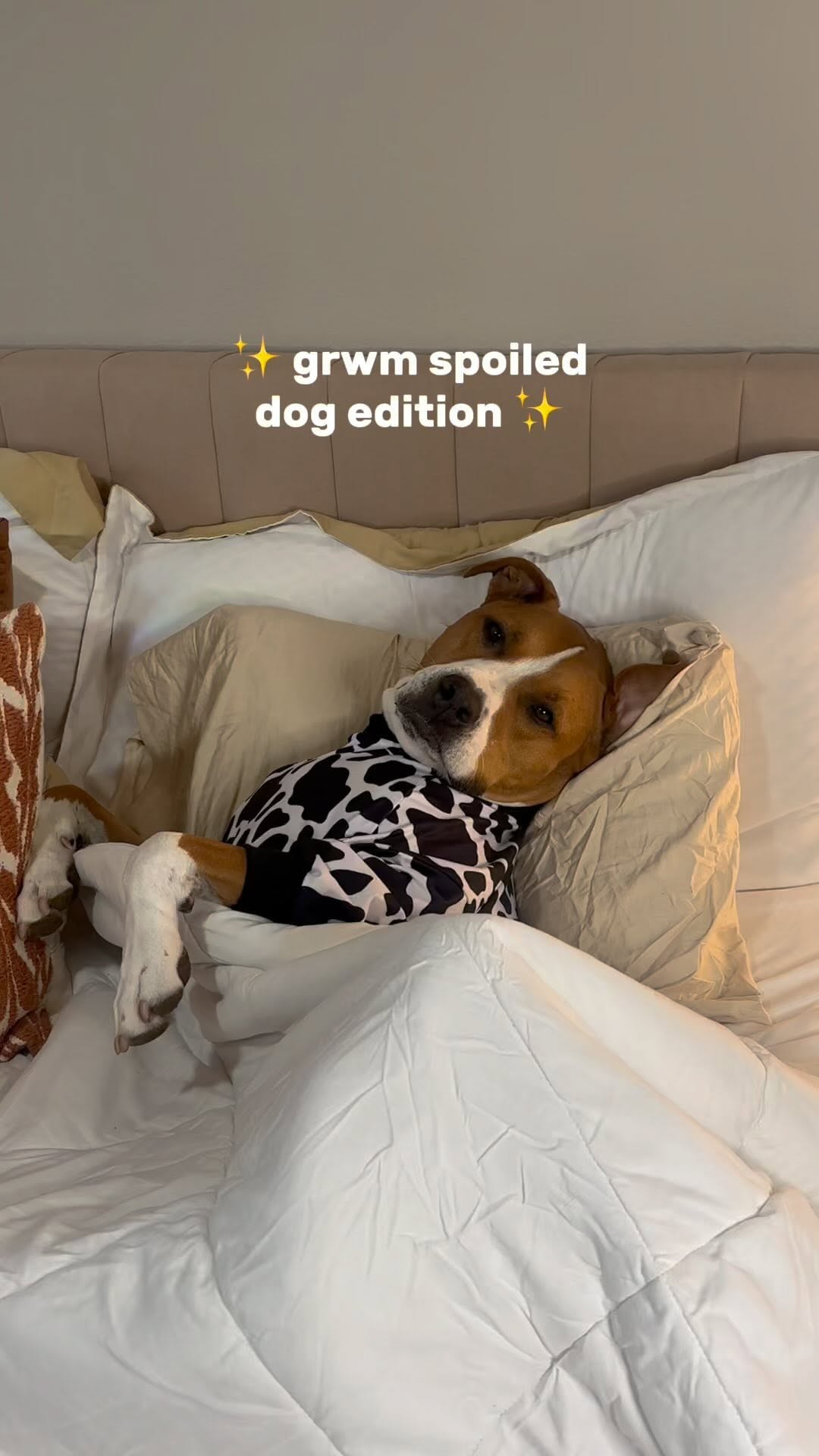 Instagram post by @harveytherescue for Stella & Chewy's. Caption reads: A morning in the life of harv, the very spoiled....