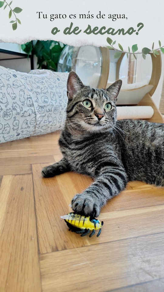 Instagram post by @cuatrogatos_4hermanos for Joom. Caption reads: Hoy os dejamos dos planes muy diferentes para que....