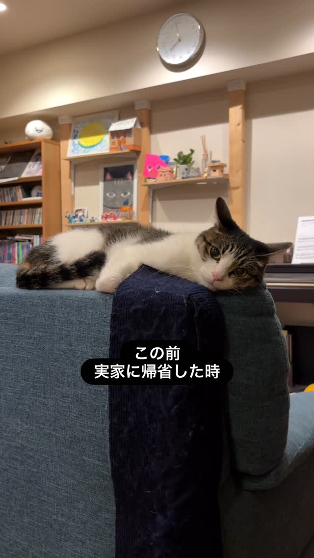 Instagram post by @arujiru_cats for 7sgood. Caption reads: 初めて導入した猫の見守りカメラ

今どきのロボットって本当にすごいですね🙄
猫だけを自動で追跡して....