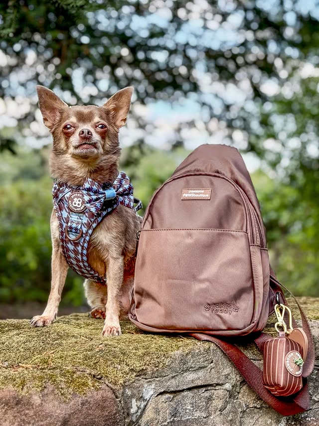 Instagram post by @thechihuahua_squad for Pawsome Paws Boutique. Caption reads: [...] To ✨🩵Horizon Houndstooth🤎✨....
